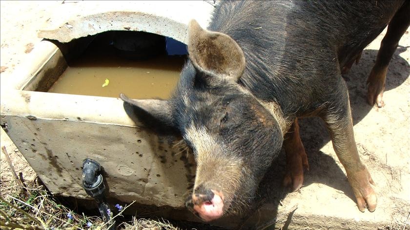 pig farming