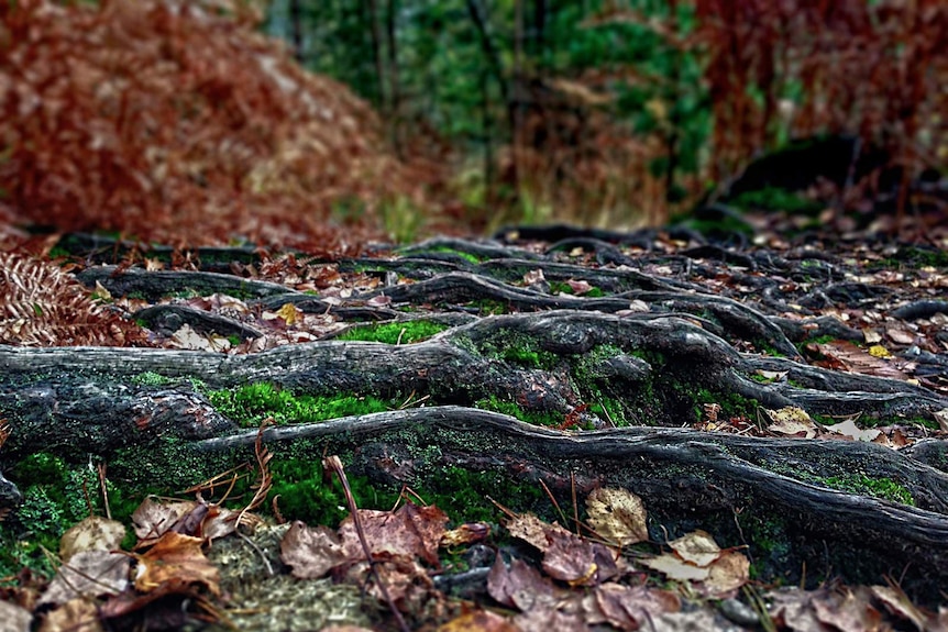 Tree roots