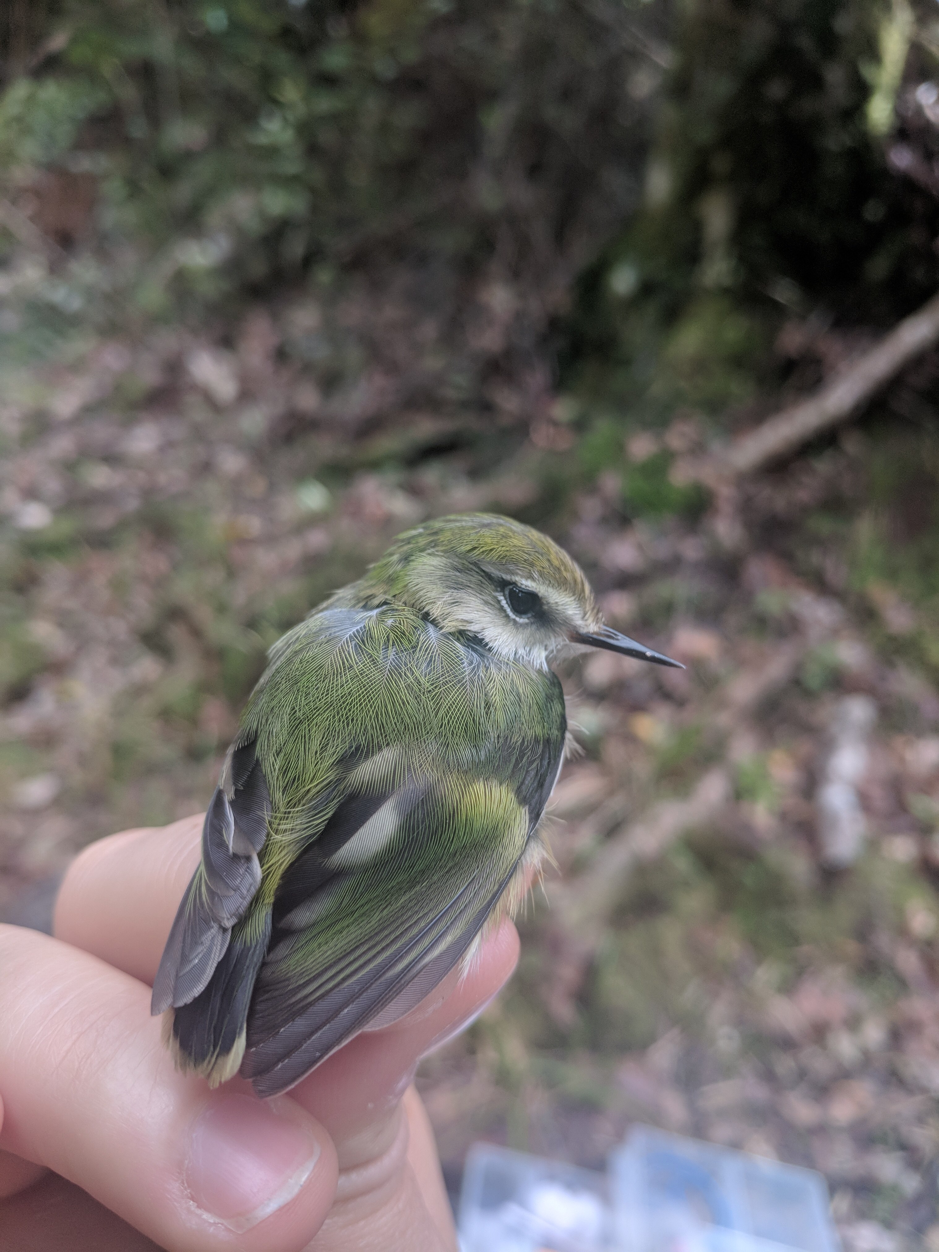 A small green wren.