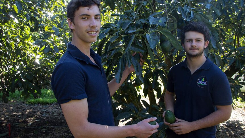 Two young men stand next to an avocado tree