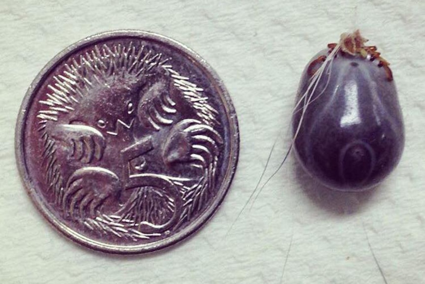 An engorged female paralysis tick pictured next to a five-cent piece for comparison — it is nearly the same size.