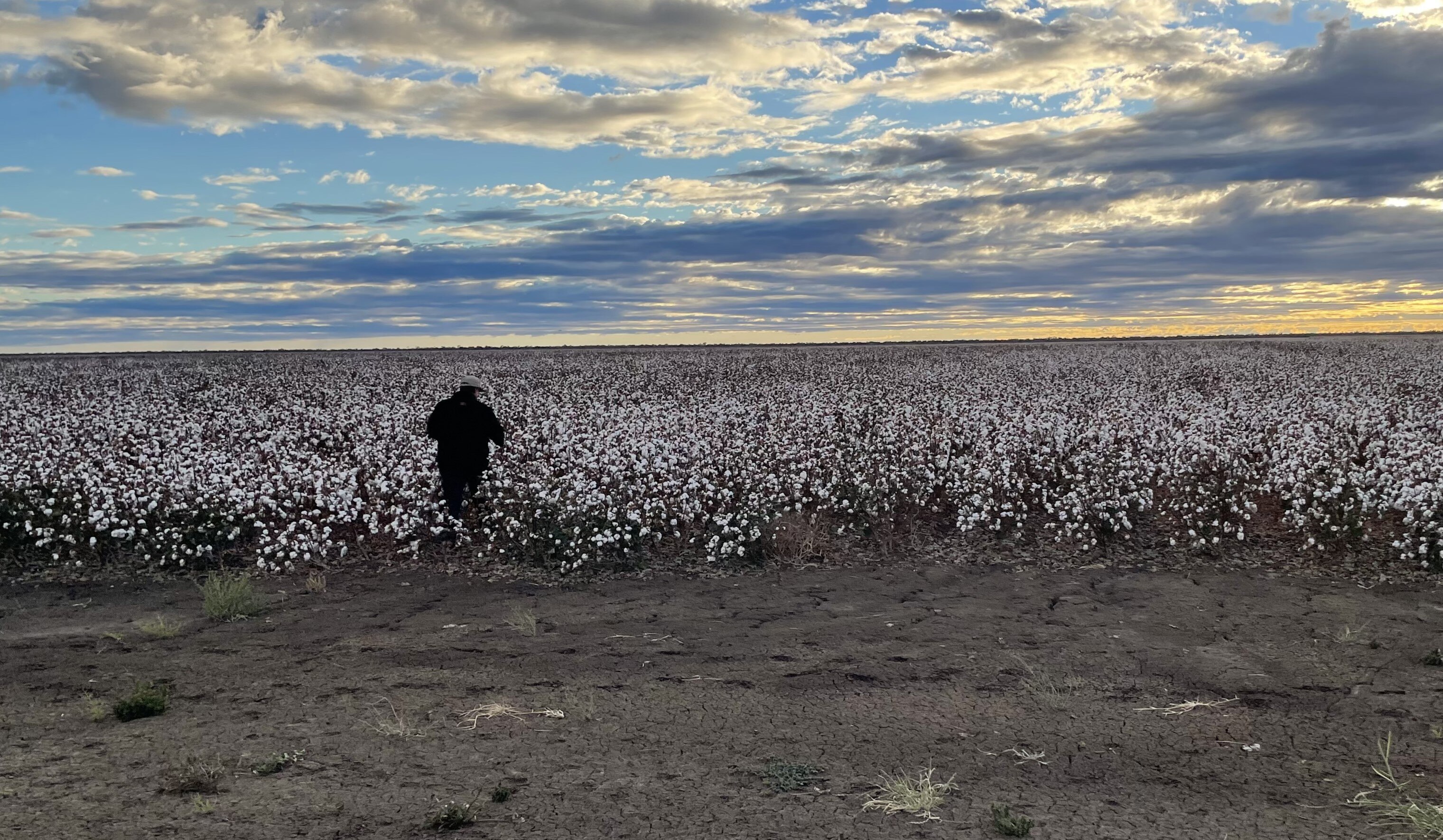 a man walking into a cotton field at sunset