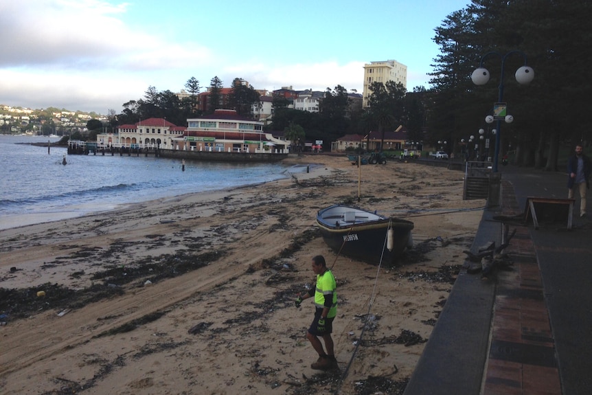 A council worker begins the clean-up at Manly Cove