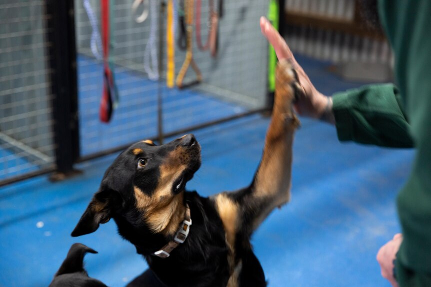 A kelpie puppy gives a person a high five