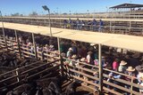 Aerial view of the cattle sales at Roma