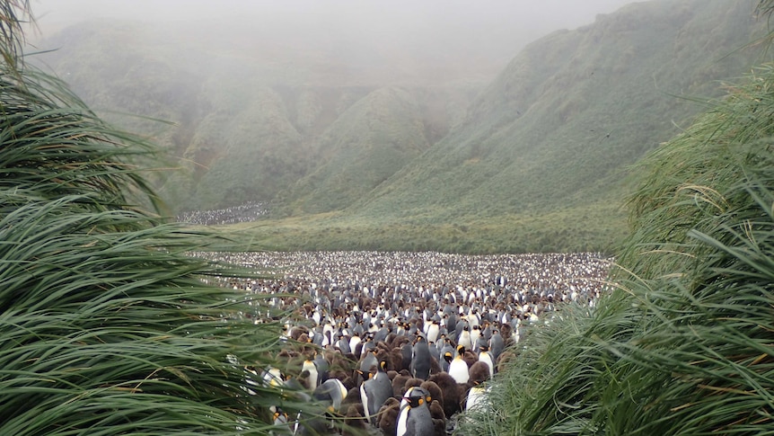 King penguin colony in Lusitania Bay on Macquarie Island, surrounded by grass and tussock hills
