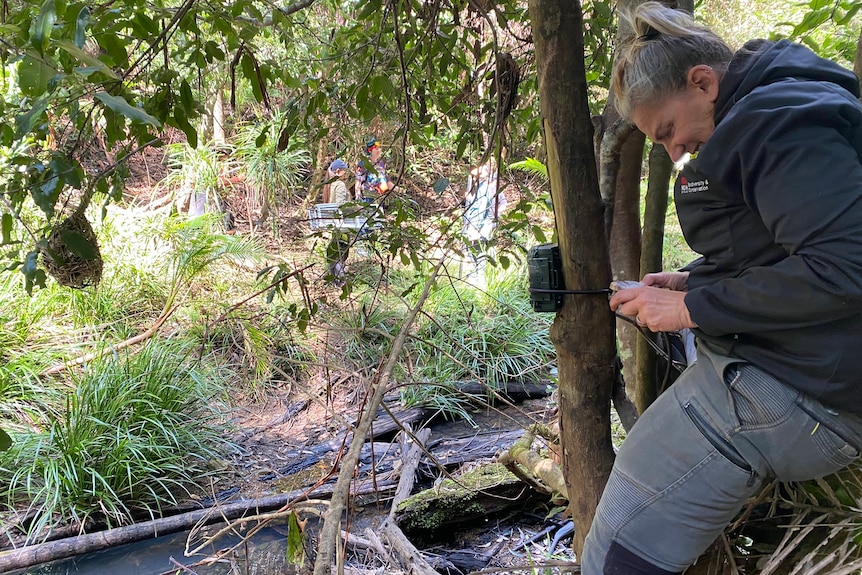An older woman ties a black recording device onto a rainforest tree, eas a black jacket, grey pants.