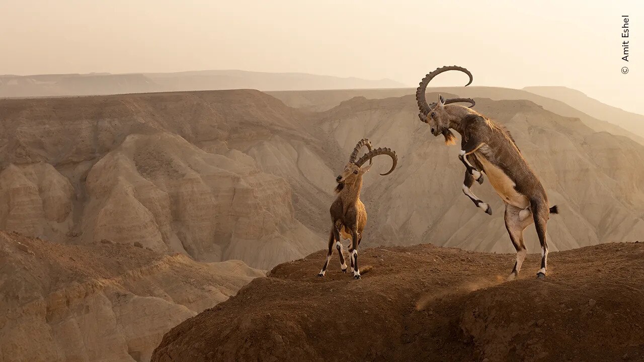 Two Nubian ibex animals fighting in a battle on top of a cliff