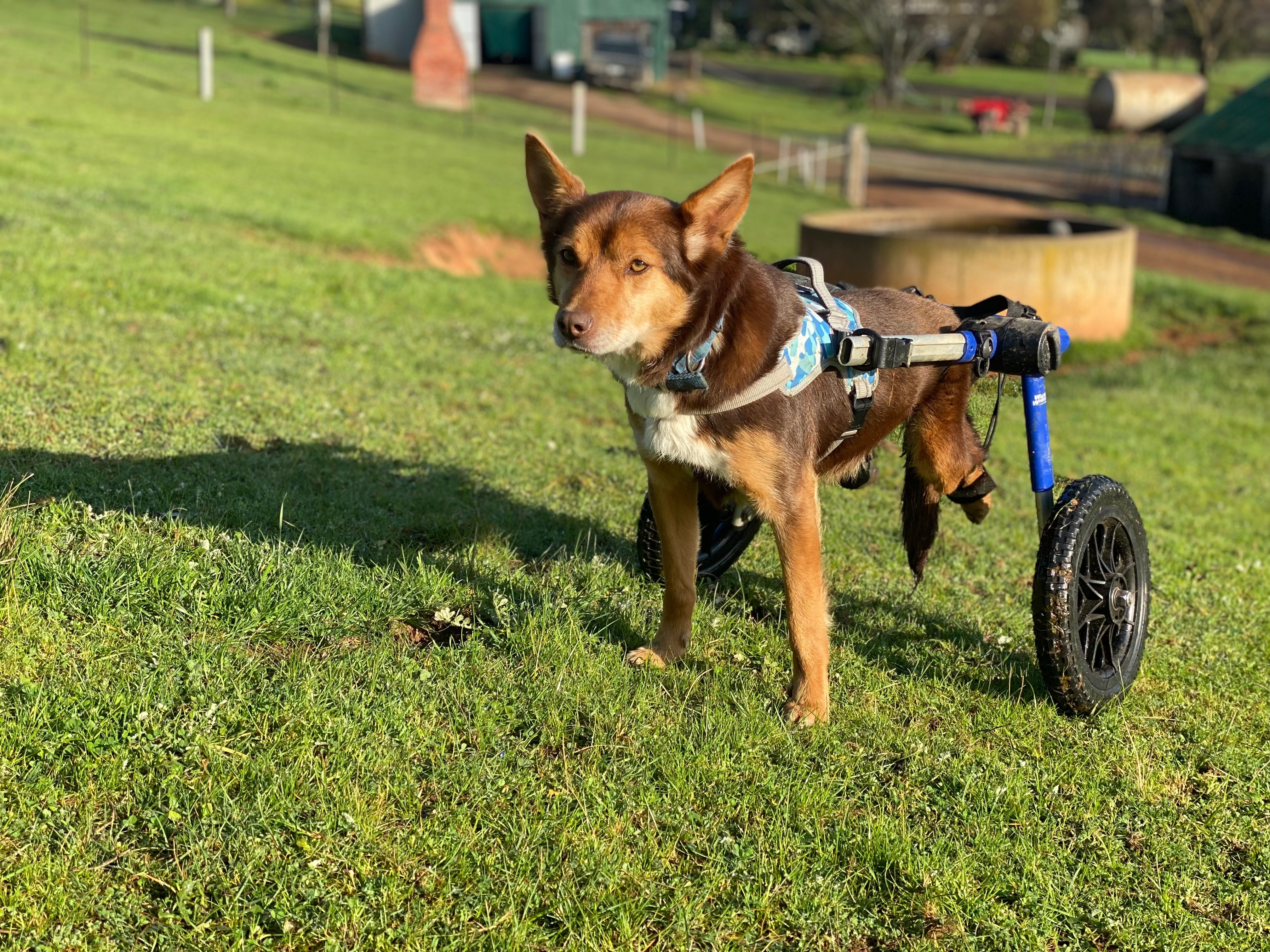 kelpie dog in a wheelchair in a grassy paddock