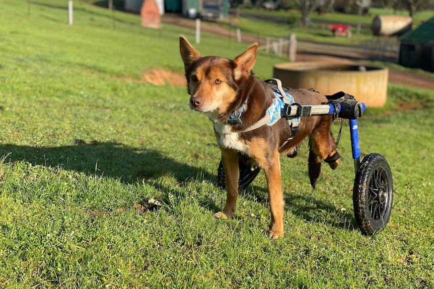 kelpie dog in a wheelchair in a grassy paddock