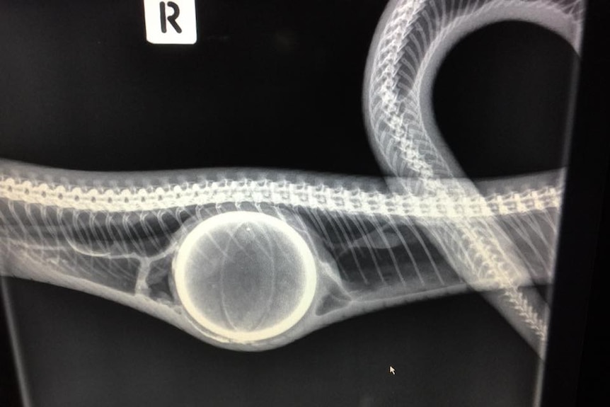 An X-ray confirmed the strange lump in the python was a tennis ball.