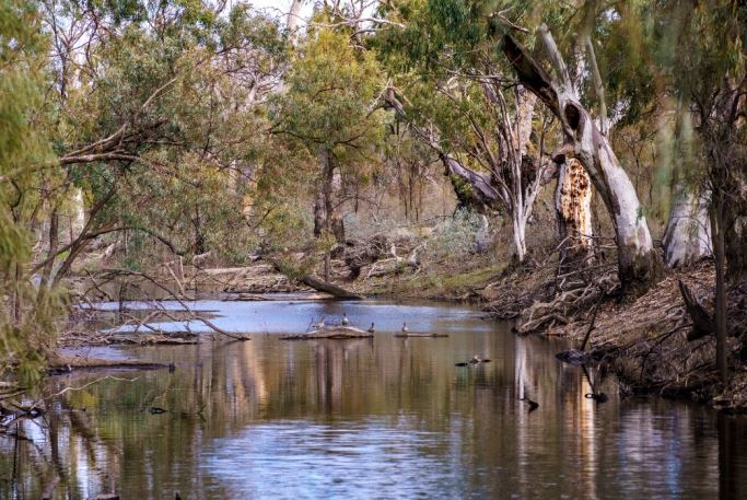 A photo of Burra Creek, Victoria. Ducks sit in the middle of a narrow stream between gum trees.