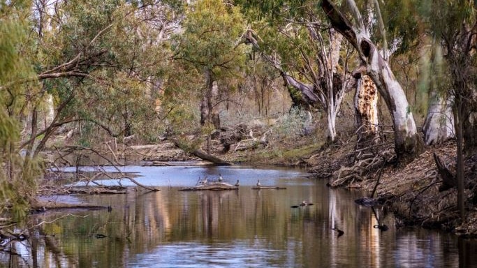 A pretty creek scene with ducks on sunlit water, sloping banks and big, ancient gum trees.