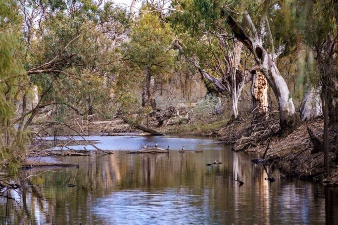 A photo of Burra Creek, Victoria. Ducks sit in the middle of a narrow stream between gum trees.
