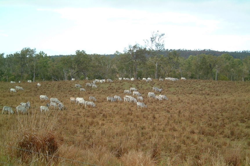 Gamba grass being grazed in Queensland