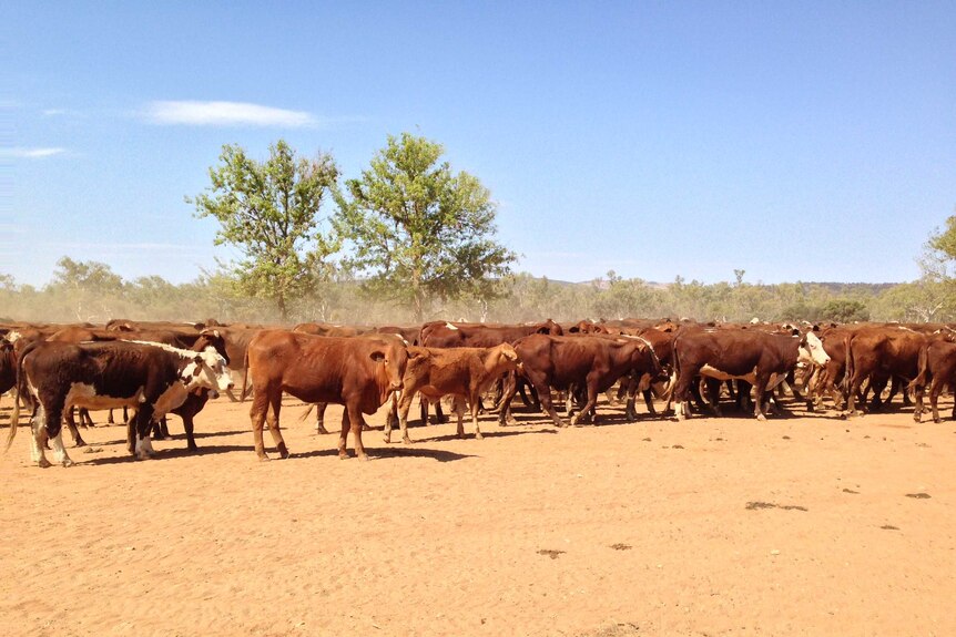 Herefords and Droughtmasters on the move at The Garden Station, Alice Springs.