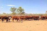 Herefords and Droughtmasters on the move at The Garden Station, Alice Springs.