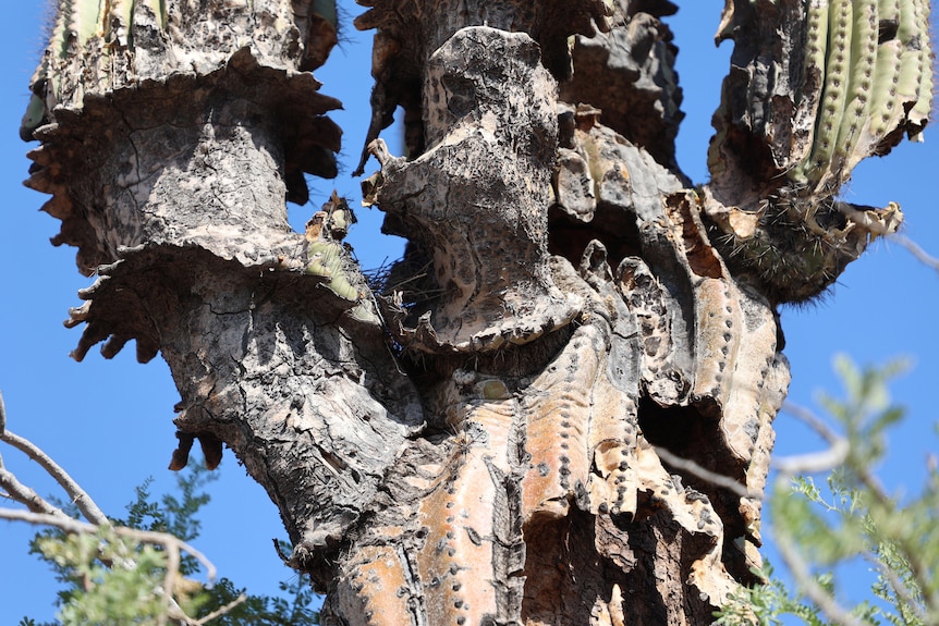 A close-up view of a Saguaro desert cactti partially dried out by extreme heat in Arizona