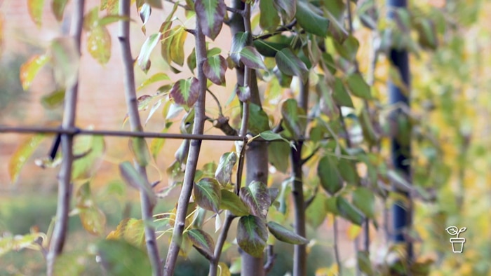 Plants tied to metal support line