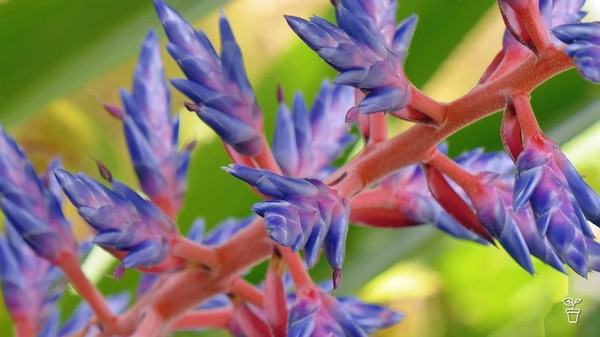Close up of pink and purple stem on a plant.