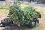 A trailer load of green waste