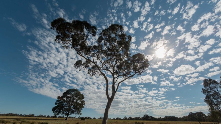 An iconic gum tree stands tall in Royal Park.