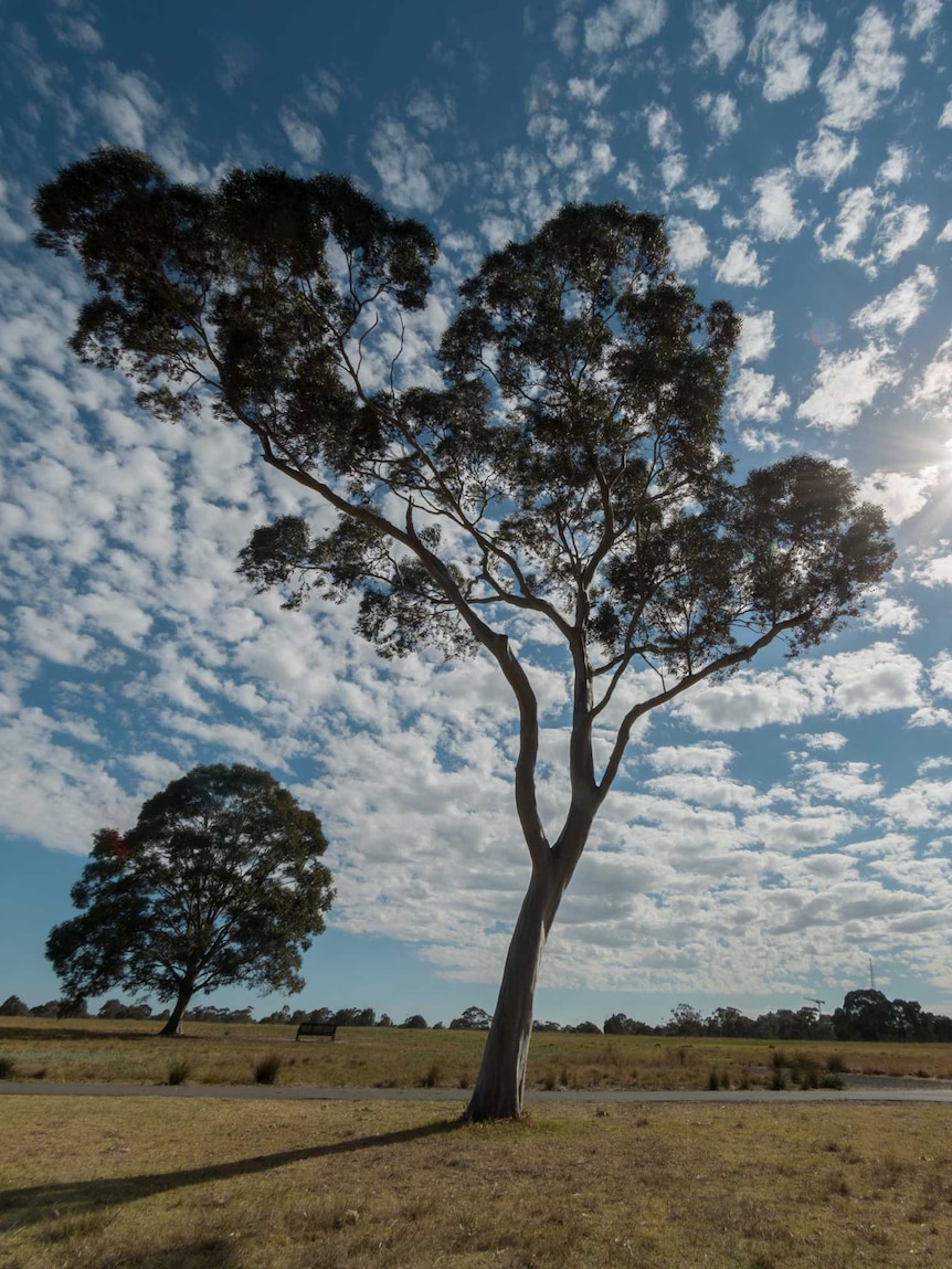 An iconic gum tree stands tall in Royal Park.