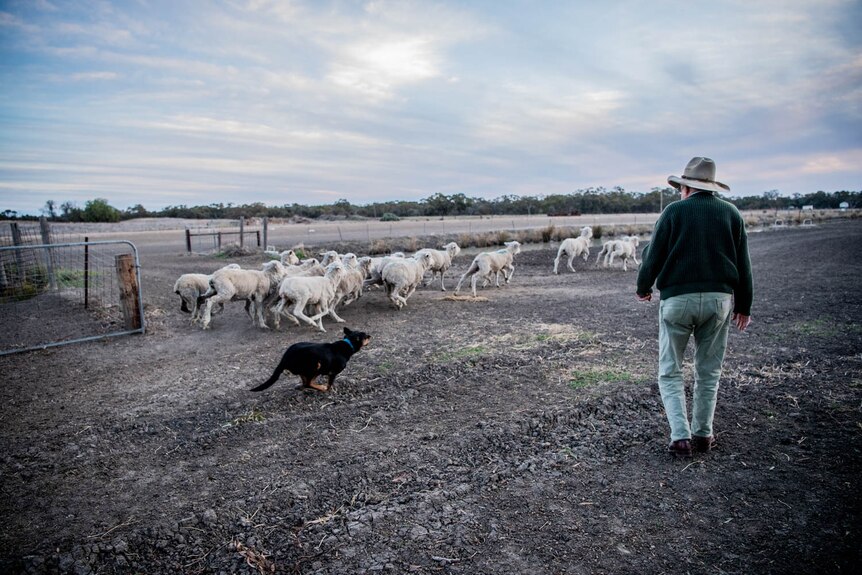An older man walking in a paddock with sheep and a dog