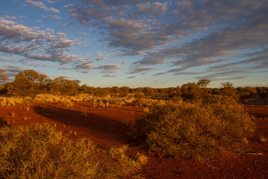 Shrubs in the desert, apparently close to sundown.