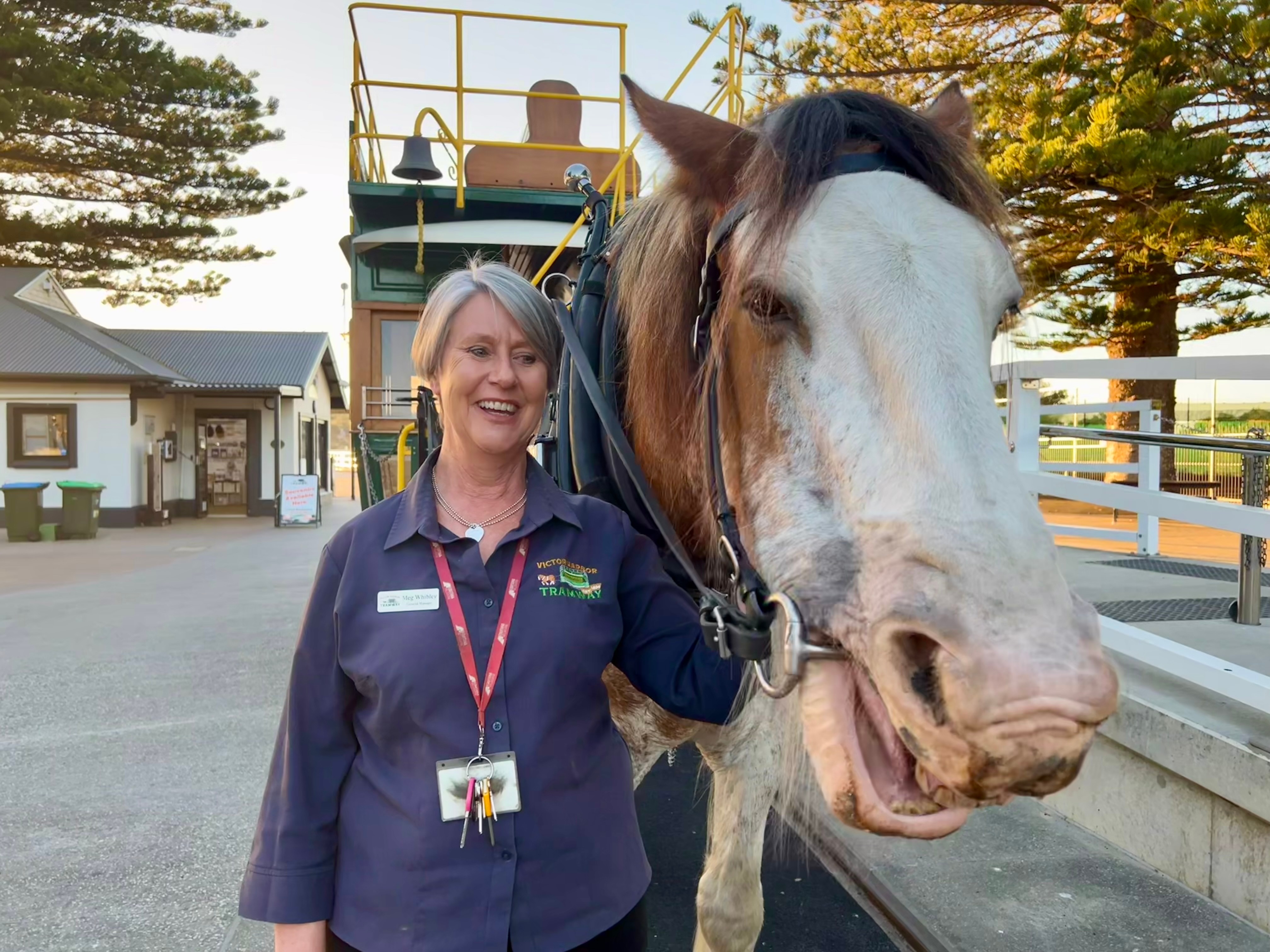 Clydesdale who pulled historic horse-drawn tram remembered as gentle giant