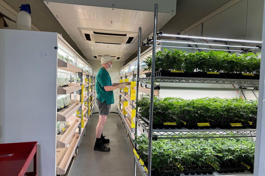 A person examines medicinal cannabis seedlings in a commercial growing room.