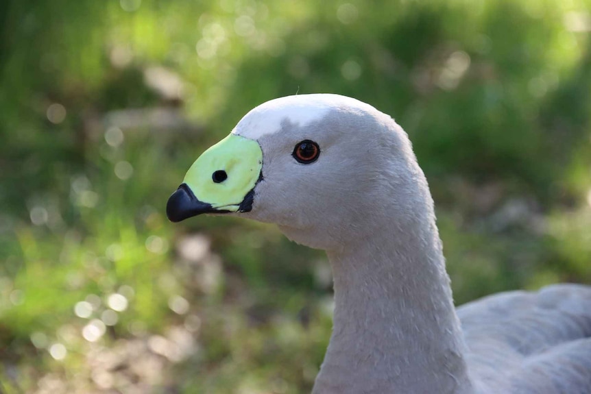 The side profile of a grey Cape Barren goose