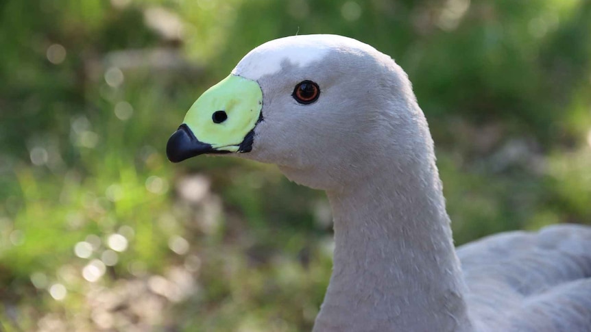 The side profile of a grey Cape Barren goose