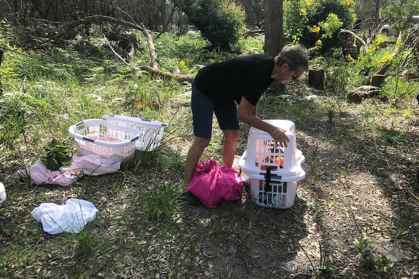 The recovered koalas are transported from the Koala Hospital to their homes in laundry baskets.