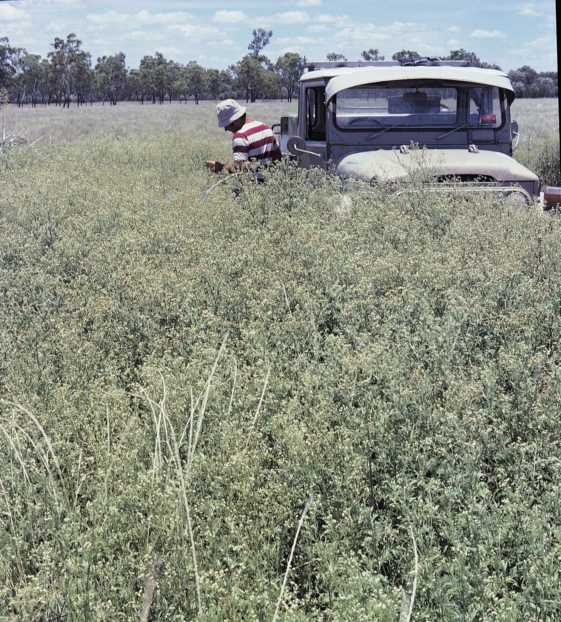 A man is standing in a field next to a vintage style ute. The weed is up to his chest and covers half the car. 
