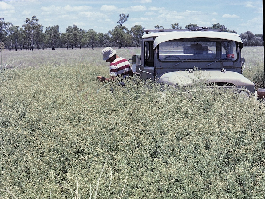 A man is standing in a field next to a vintage style ute. The weed is up to his chest and covers half the car. 