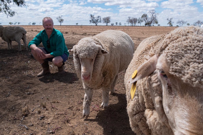Two sheep in the foreground of a dusty, dry outback paddock. A man crouches down in the background looking at them.