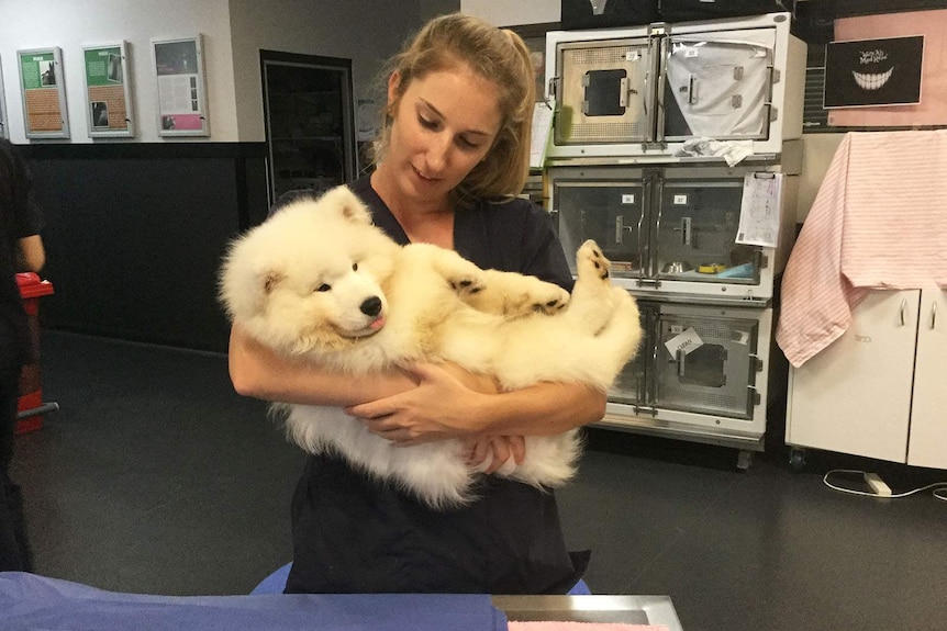 Kaka the puppy in the arms of an RSPCA carer