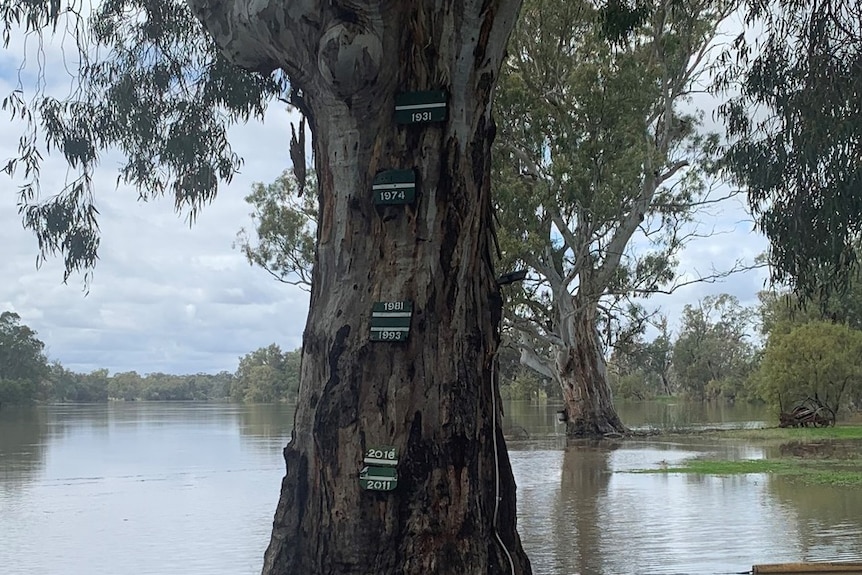 A tree on a floodplain with water at the bottom on flood markers nailed on. 
