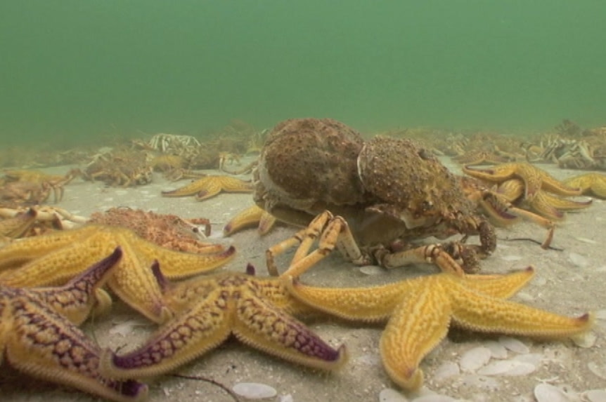 Dozens of Northern Pacific Starfish surround the giant spider crabs on the ocean floor.