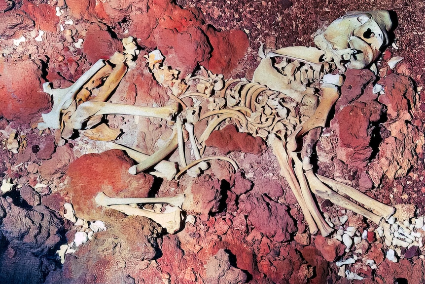 A skeleton of a marsupial line laying among red rocks. 
