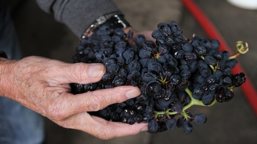 Robert Karri-Davies holds grapes from his winemaking crop