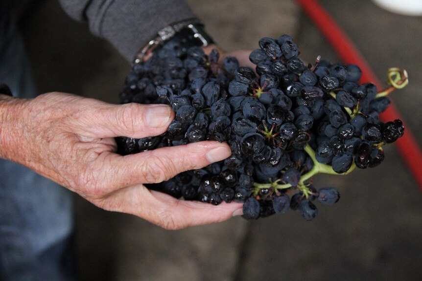 Robert Karri-Davies holds grapes from his winemaking crop