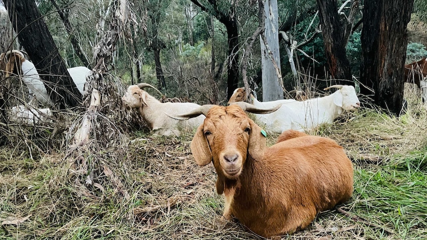 Goats in the ANBG.