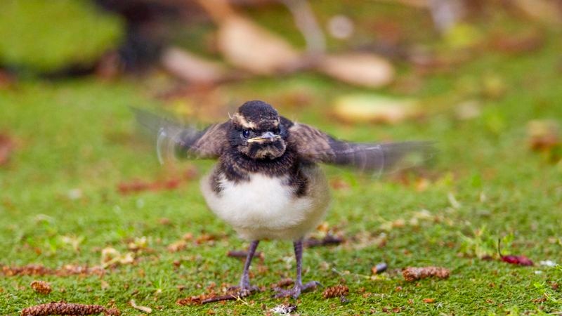 A young bird flaps its wings