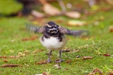 A young bird flaps its wings