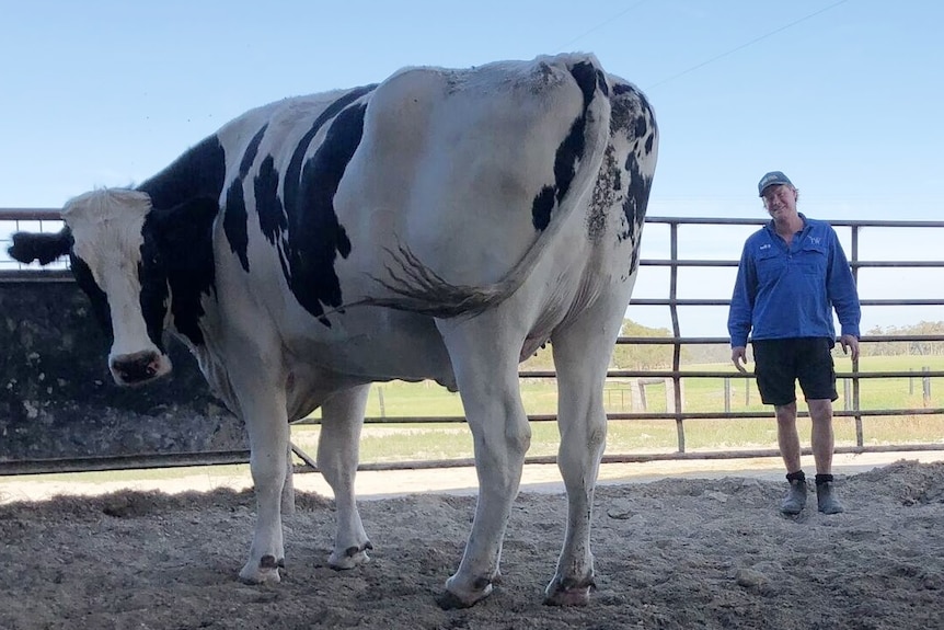 World's biggest cow Knickers with owner Geoff Pearson
