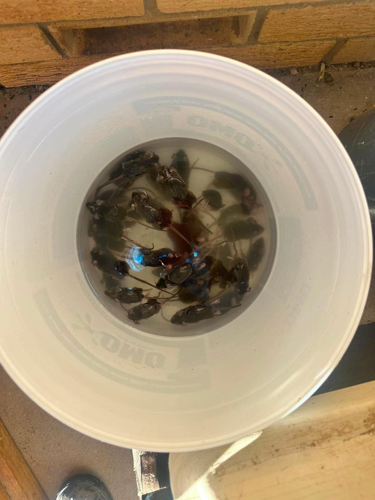 Dead mice are found floating in a bucket of water. 