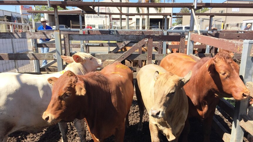 Demand high as the national cattle herd drops to lowest level in decades