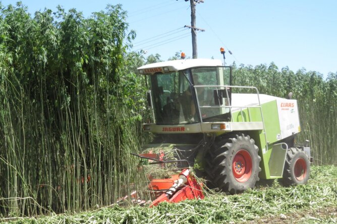 A combine harvest cutting down a hemp crop 